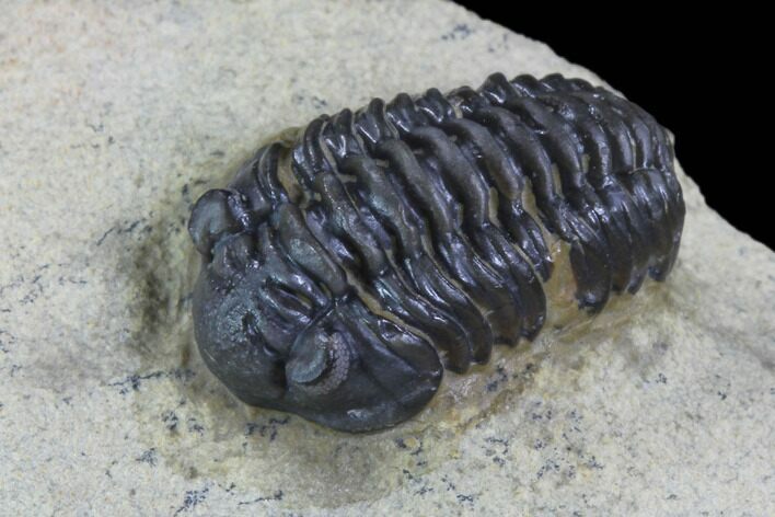 Acastoides Trilobite - Foum Zguid, Morocco #87467